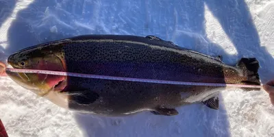 ニジマスの釣果写真