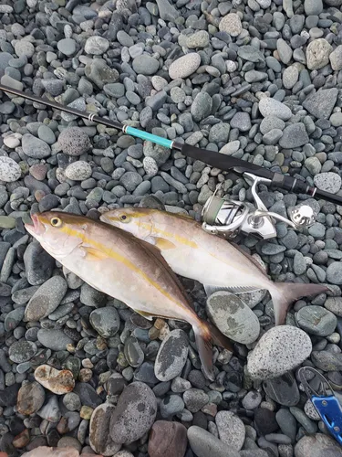カンパチ