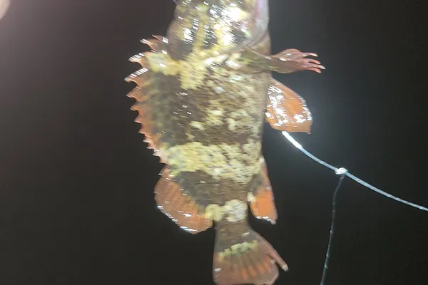 カサゴ