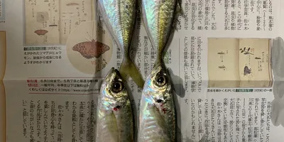 マアジ