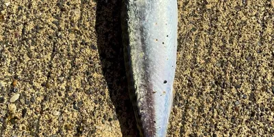 マサバの釣果写真