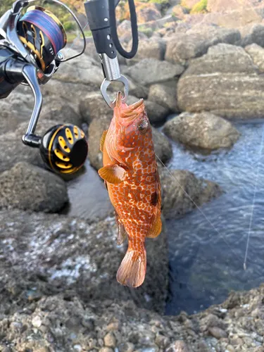 キジハタ