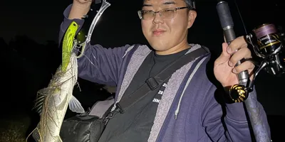 スズキの釣果写真