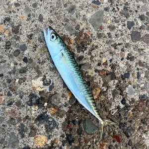 マサバ