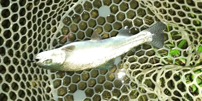 ニジマスの釣果写真