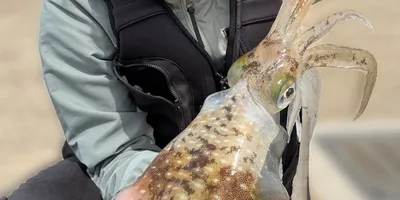 アオリイカの釣果写真