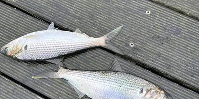 コノシロの釣果写真