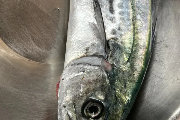 サワラ