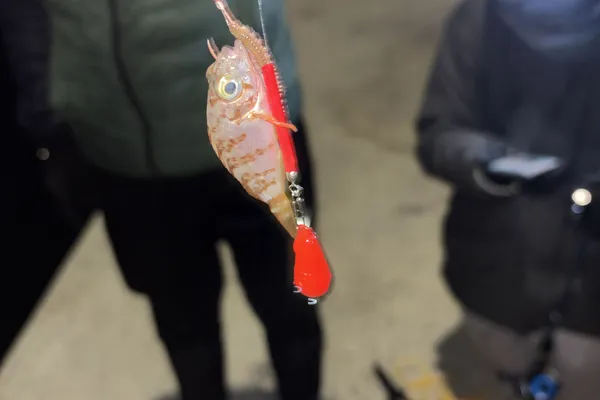 カサゴ