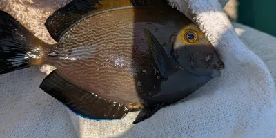 サザナミハギの釣果写真