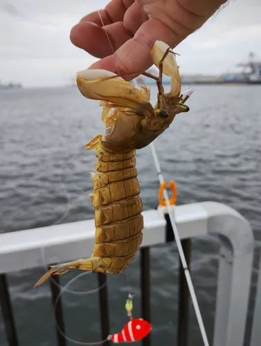 シャコ