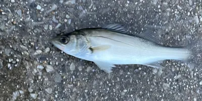 スズキ