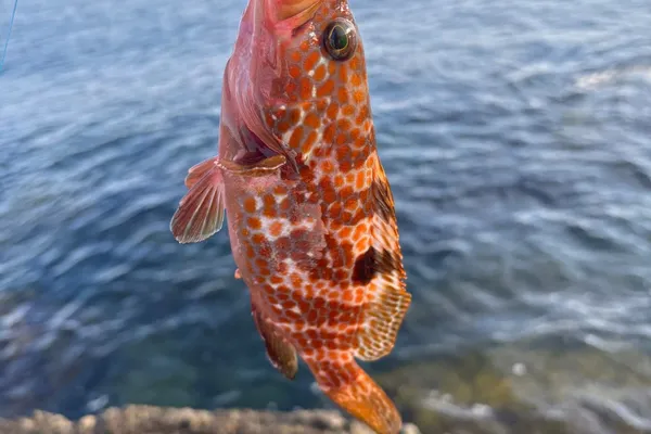 キジハタ