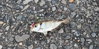 アイゴ