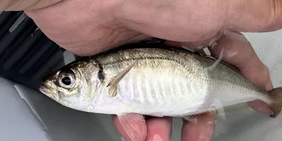 マアジ