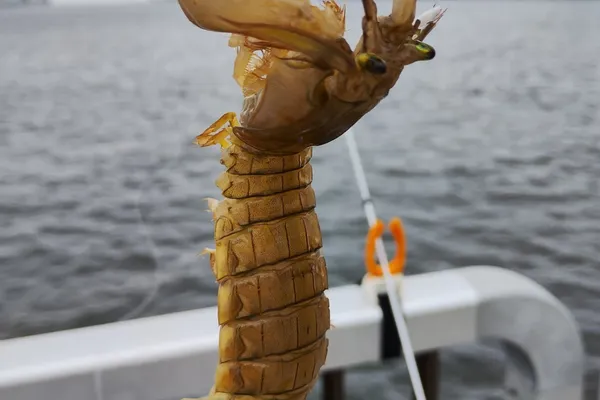 シャコ