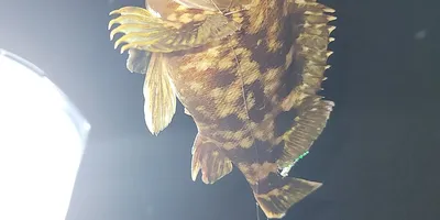 カサゴ