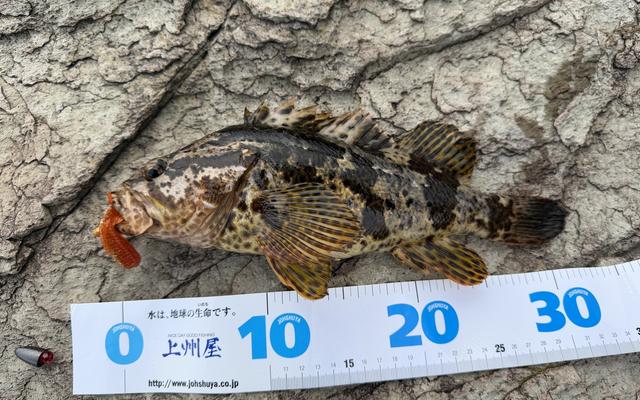 タケノコメバル