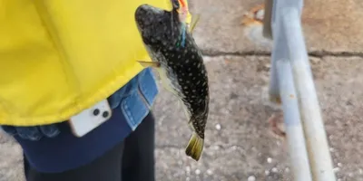 クサフグ