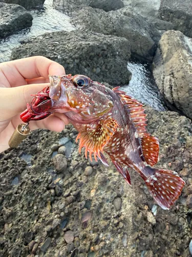 カサゴ
