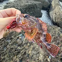 カサゴ