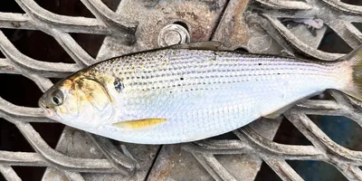 コノシロ