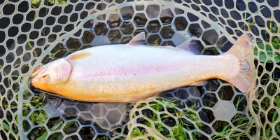 ニジマスの釣果写真