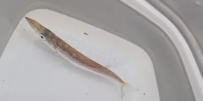 アカカマス