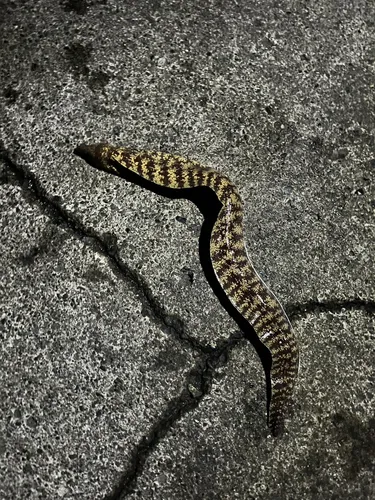 ウツボ