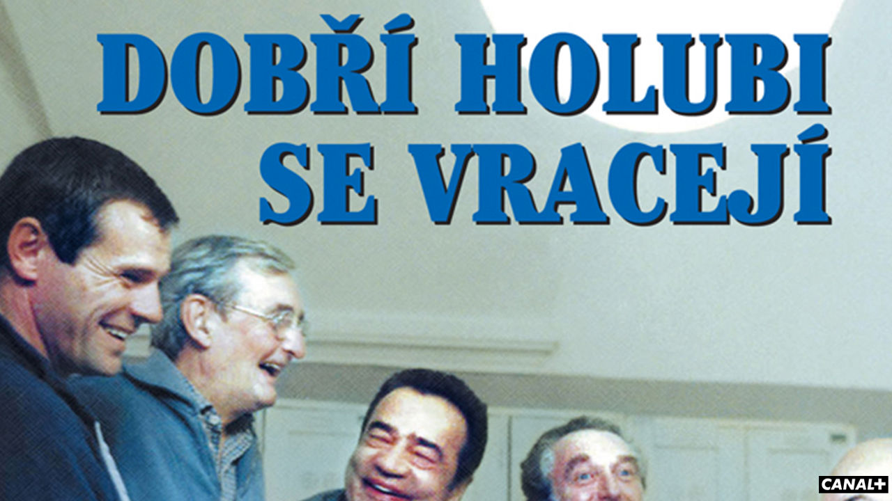 Dobří holubi se vracejí