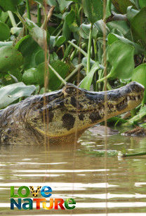 Jaguárodú