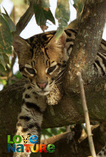 Szelidítetlen Brazília - Macskák vidéke