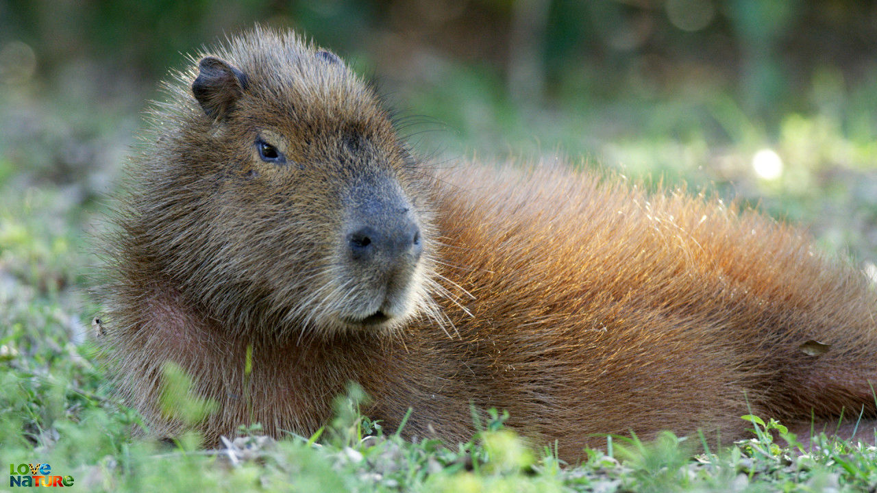 Capybara waterplas