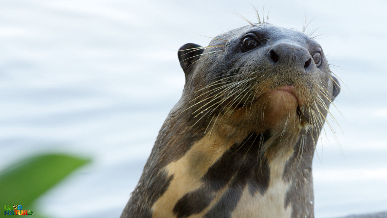 Hol van de reuzenotters