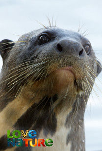 Giant Otter Refuge