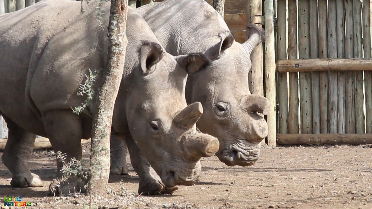 Dagboeken van Ol Pejeta - S2