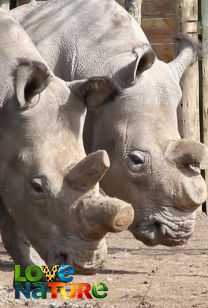 Dagboeken van Ol Pejeta - Terugkeer van Afrikaanse titanen