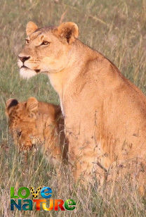 Ol Pejeta Diaries - The Eclipse of the Pride Lands