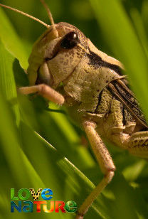 Vreemde wezens - Stinkende dieren