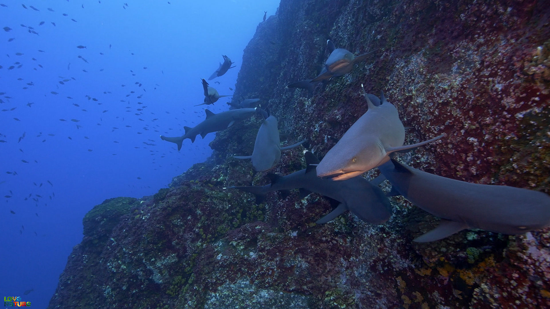 Cocos Island