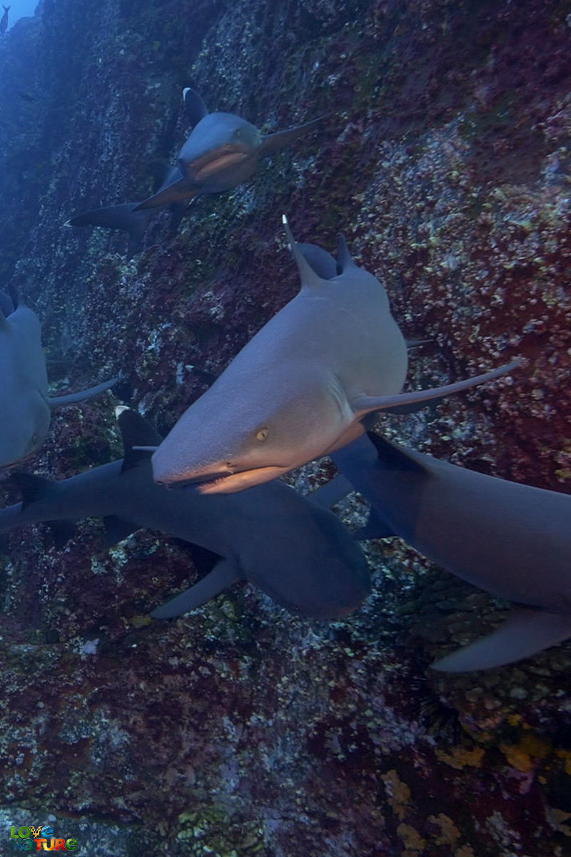 Cocos Island