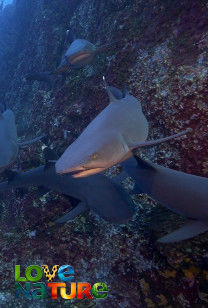 Great Blue Wild - Cocos Island