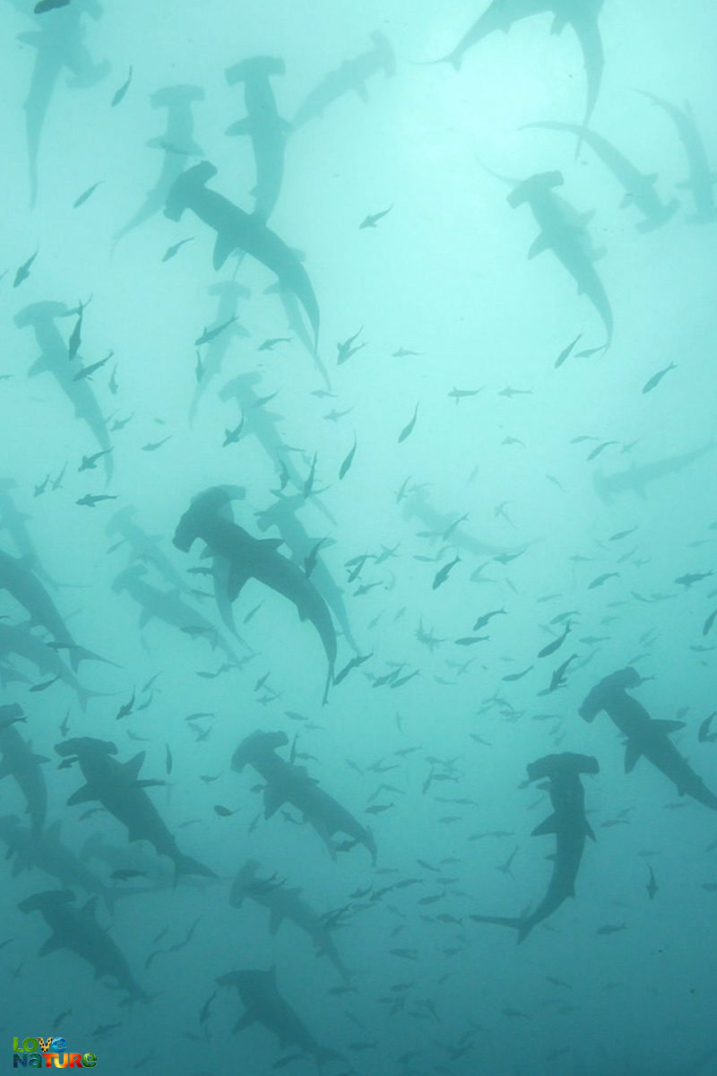 Socorro Islands