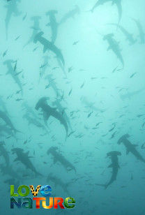 Great Blue Wild - Socorro Islands