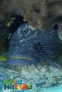 Great Blue Wild - Belize