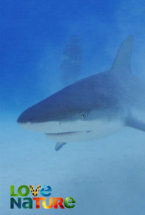 Grote Wilde Blauwe - Cozumel