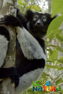 Lemur Spirit