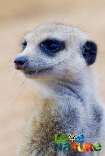 Embleme ale faunei - Marile cinci animale vânate