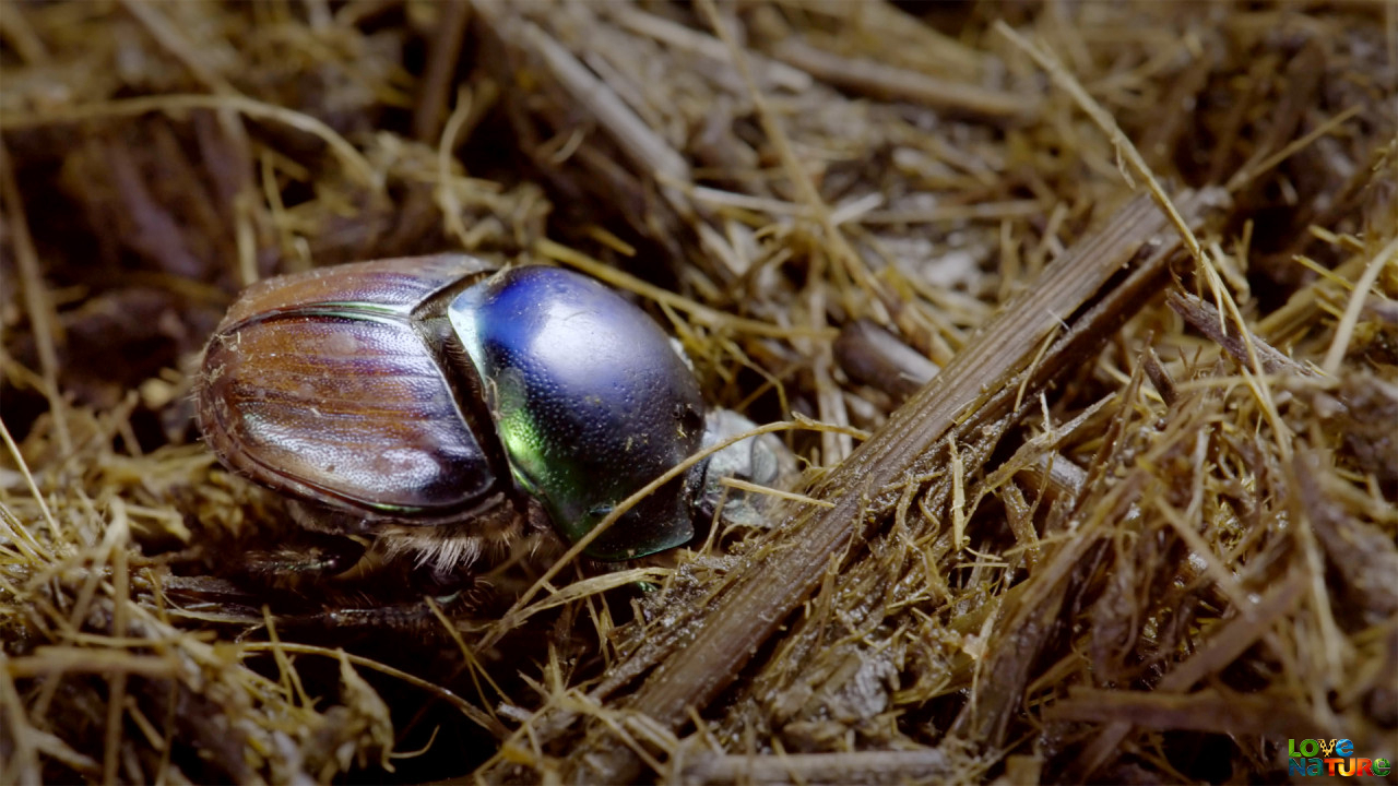 Dung Beetles: Nature's Recycler