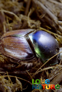 Wildlife Icons - Dung Beetles: Nature's Recycler